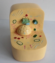 細胞亞顯微結(jié)構(gòu)模型