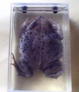 蟾蜍浸制標本